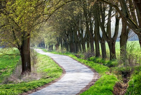 Alley, Primeval forest Urwald Sababurg, Hofgeismar, Weser Uplands, Weserbergland, Hesse, Germany