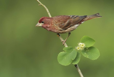 Purple Finch (Haemorhous purpureus) male, British Columbia, Canada