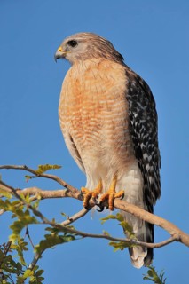Red-shouldered Hawk (Buteo lineatus), Everglades National Park, Florida, USA