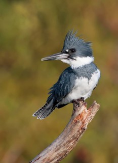 Belted Kingfisher (Megaceryle alcyon) male perched on a branch, Florida, USA
