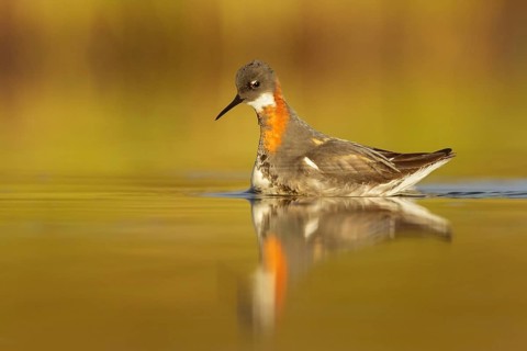 Red-necked Phalarope (Phalaropus lobatus) in a pond near Nome, Alaska