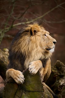 Asiatic lion (Panthera leo persica) male lying, Germany