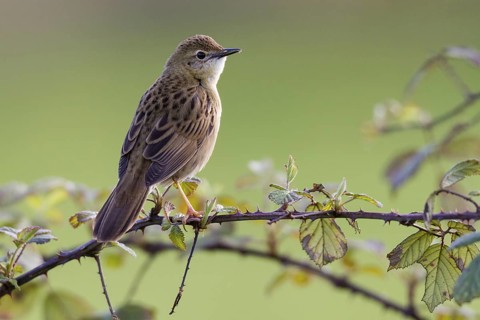 Common Grasshopper Warbler (Locustella naevia), Asturias, Spain