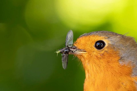 European robin (Erithacus rubecula) adult bird with insects for food in its beak, Suffolk, England,