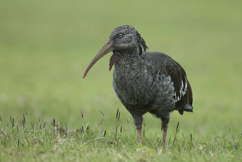 Wattled Ibis (Bostrychia carunculata), Ethiopia