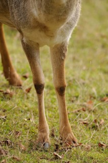 Close-up of roe deer legs on grassy ground, fallow deer (Dama dama), Bavaria