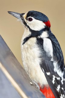 Great spotted woodpecker (Dendrocopos major), male, animal portrait, close-up, Wilnsdorf, North