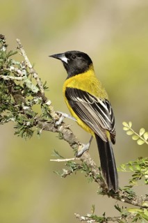 Audubon's Oriole (Icterus graduacauda), Texas, USA