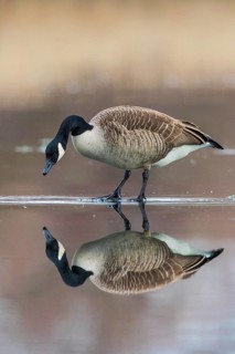 Canada Goose (Branta canadensis) on ice, Baden-Wuerttemberg, Germany