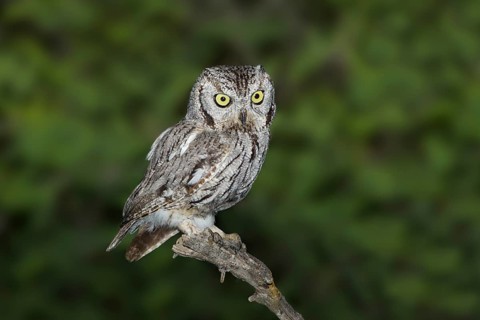 Western Screech-Owl Megascops kennikottii Tucson, Pima County, Arizona, United States 26 April