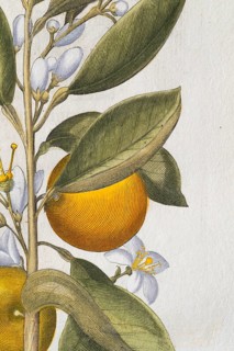Orange with buds and blossoms, hand-coloured copperplate engraving by Basilius Besler, from Hortus