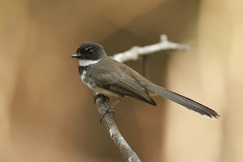 Malaysian Pied Fantail (Rhipidura javanica), Thailand