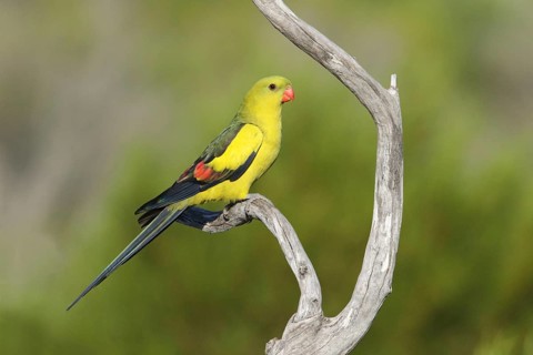 Regent Parrot (Polytelis anthopeplus) male perched on a branch, Victoria, Australia