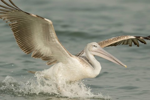 Pink-backed Pelican (Pelecanus rufescens) juvenile landing, Gambia