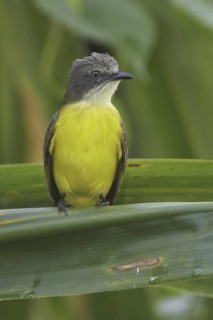 Grey-capped Flycatcher (Myiozetetes granadensis), Manu National Park, Peru