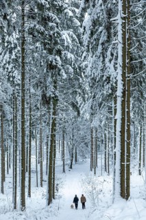 Two woman taking a walk with a dog through a snowy forest, winter, snow, Sieversen, Samtgemeinde