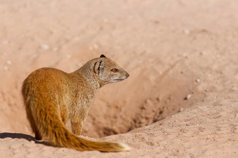 Yellow mongoose (Cynictis penicillata), adult animal, standing at the burrow entrance, looking