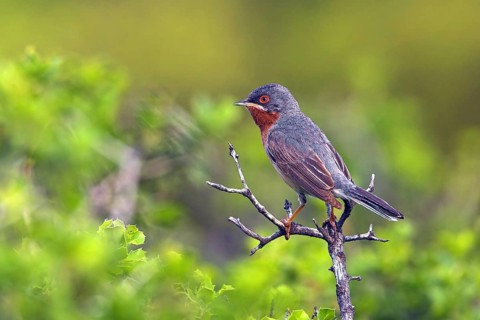 White-bearded warbler, (Sylvia cantillans), perch, biotope, bearded warbler, songbird, warbler
