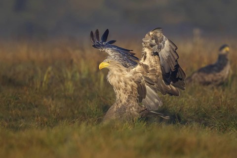 White-tailed Eagle (Haliaeetus albicilla) flying, Poland