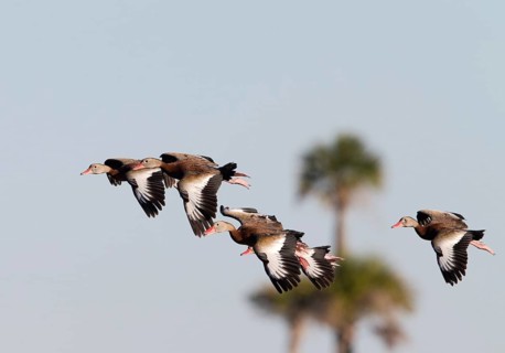 Black-bellied Whistling Duck (Dendrocygna autumnalis) flying, Florida, USA