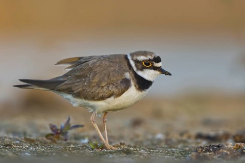 Little Ringed Plover (Charadrius dubius), North Rhine-Westphalia, Germany