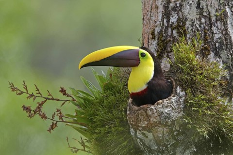 Yellow-throated Toucan (Ramphastos ambiguus swainsonii) on nest in hole of rainforest tree, Costa