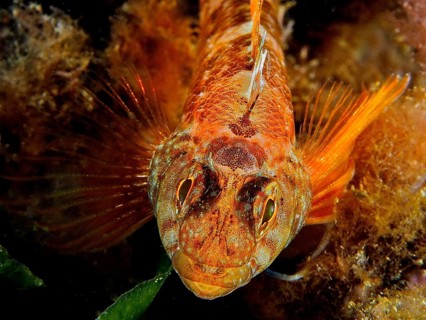 Black-faced blenny (Tripterygion delaisi)