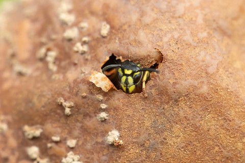 Common wasp (Vespula vulgaris) adult insect emerging from a fallen pear fruit in a garden in