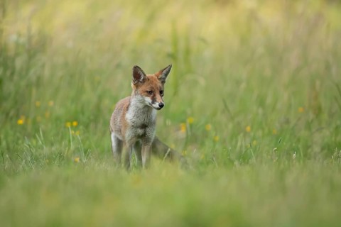 Red fox (Vulpes vulpes) juvenile baby cub animal in countryside grassland with wildflowers in