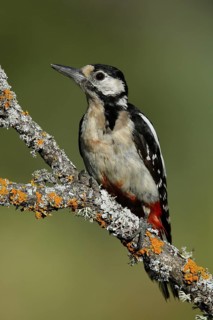 Great Spotted Woodpecker (Dendrocopos major) female perched on lichen branch, Andalusia, Spain
