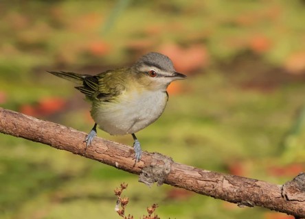 Red-eyed Vireo, Vireo olivaceus, perched over a pond in the fall in Saskatoon, Saskatchewan