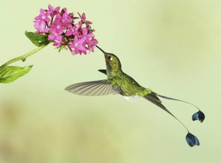 Booted Racket-tail (Ocreatus underwoodii) male, Ecuador