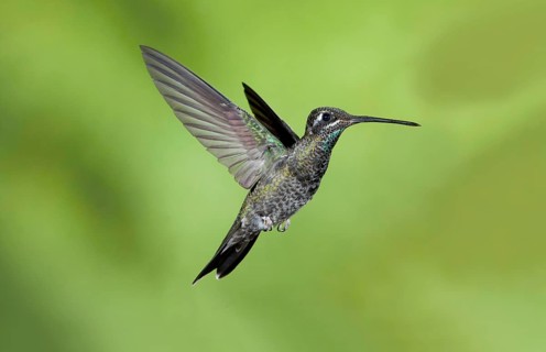 Rivoli's Hummingbird Eugenes fulgens Madera Canyon, Santa Cruz County, Arizona, USA 17 May Immature