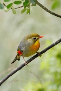 Red-billed Leiothrix, Leiothrix lutea