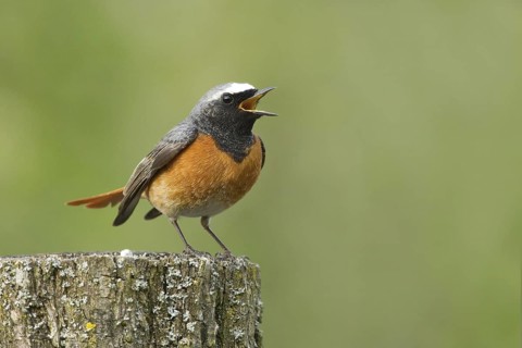 Common Redstart (Phoenicurus phoenicurus) male singing, Rhineland-Palatinate, Germany