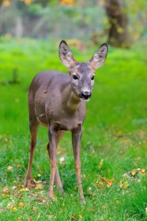 A female roe deer (Capreolus capreolus) stands in a green meadow on a cloudy day