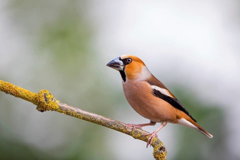 A hawfinch (Coccothraustes coccothraustes), Rhine-Palatinate district, Tiszaalp-r, Kiskuns-gi