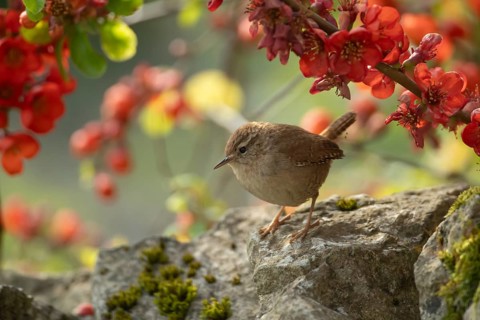 Eurasian wren (Troglodytes troglodytes) adult garden bird on a stone wall, Derbyshire, England,