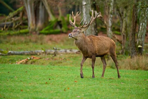A dominant stag with impressive antlers strides through the forest, red deer (Cervus elaphus),