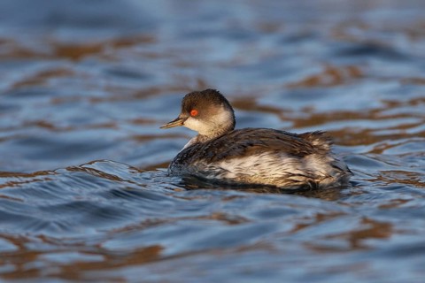 Black-necked Grebe (Podiceps nigricollis), Berlin, Germany