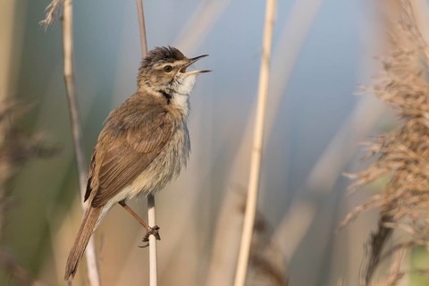 Paddyfield Warbler - Feldrohrsänger - Acrocephalus agricola ssp. septimus, Russia (Ural)