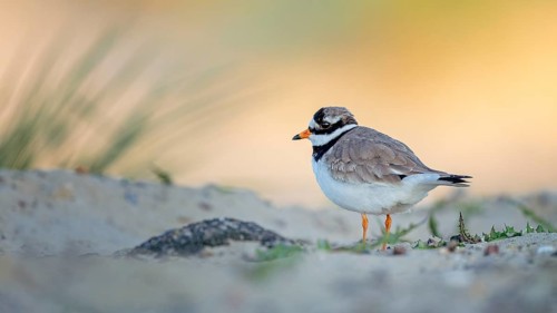 Common Ringed Plover (Charadrius hiaticula), Mecklenburg-Western Pomerania, Germany