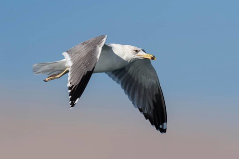 Armenian Gull (Larus armenicus) flying, Eilat, Israel