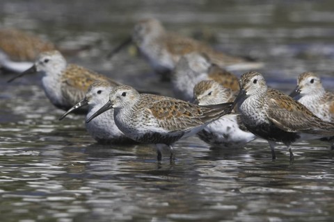 Dunlin (Calidris alpina), British Columbia, Canada