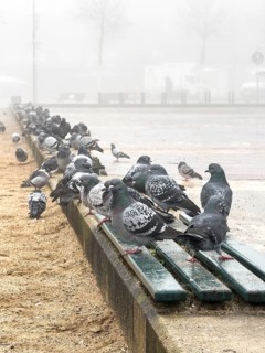 Many pigeons in the fog on a square in Düsseldorf, Germany