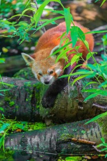 One red panda, Ailurus fulgens, balances over a log lying in the water