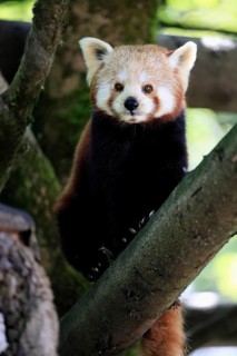 Western Red panda (Ailurus fulgens), adult, on tree, Himalayas, Central Asia
