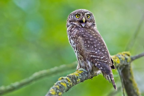 Eurasian Pygmy Owl (Glaucidium passerinum) perched on a branch, Bavaria, Germany