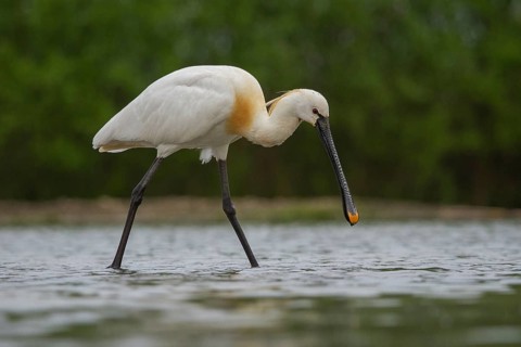 Eurasian Spoonbill (Platalea leucorodia) foraging, Pusztaszer, Hungary