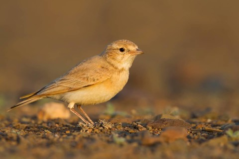Bar-tailed Desert Lark - Sandlerche - Ammomanes cincturus, Marokko, adult